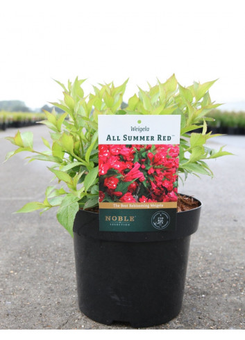 WEIGELA ALL SUMMER RED En pot de 3-4 litres