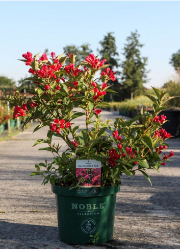 WEIGELA ALL SUMMER RED En pot de 10-12 litres