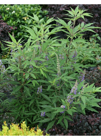 VITEX agnus-castus BLUE DELTA BLUES