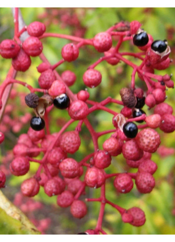 ZANTHOXYLUM simulans