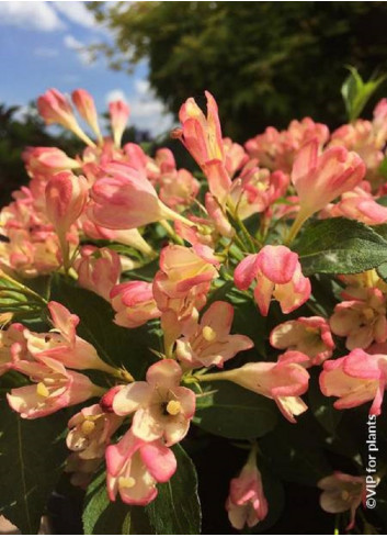 WEIGELA ALL SUMMER PEACH