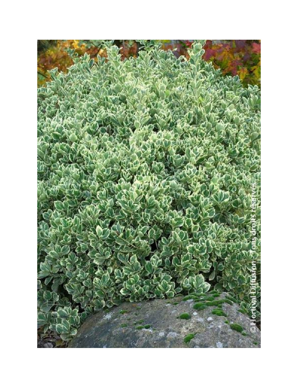 EUONYMUS japonicus PRESIDENT GAUTHIER