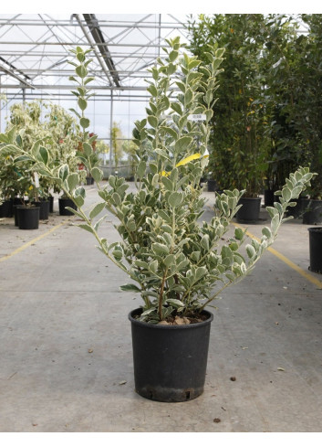 EUONYMUS japonicus PRESIDENT GAUTHIER En pot de 15-20 litres