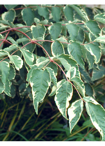 ARALIA elata VARIEGATA