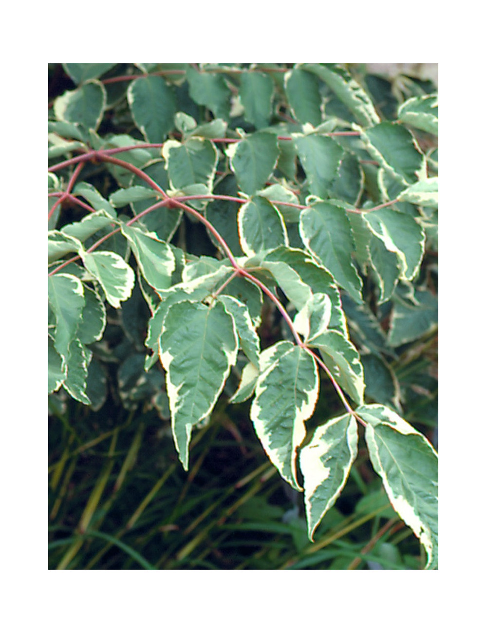 ARALIA elata VARIEGATA (Angélique en arbre du Japon) Conditionnement ...