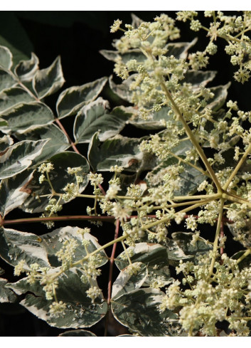 ARALIA elata VARIEGATA