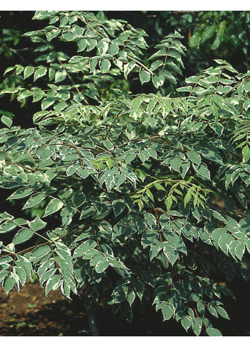 ARALIA elata VARIEGATA