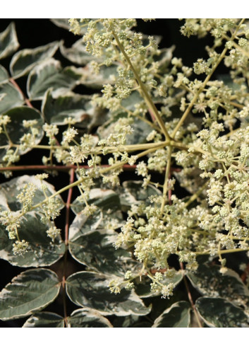 ARALIA elata VARIEGATA