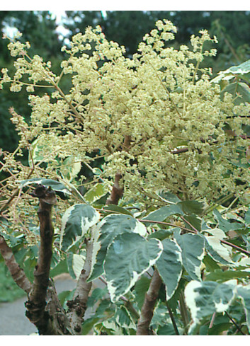 ARALIA elata VARIEGATA