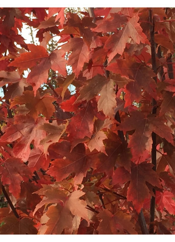 ACER freemanii AUTUMN BLAZE