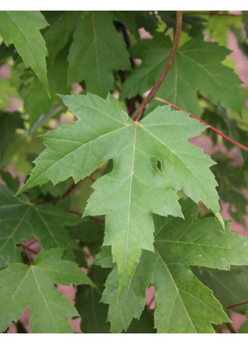 ACER freemanii AUTUMN BLAZE