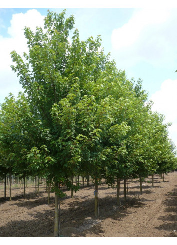 ACER freemanii AUTUMN BLAZE