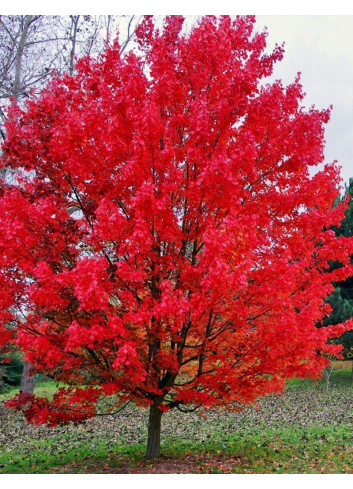 ACER rubrum OCTOBER GLORY