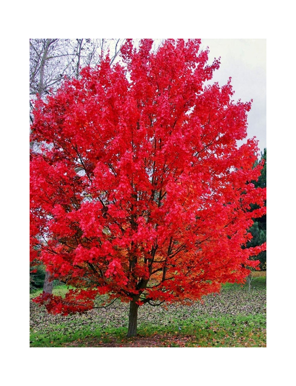 ACER rubrum OCTOBER GLORY