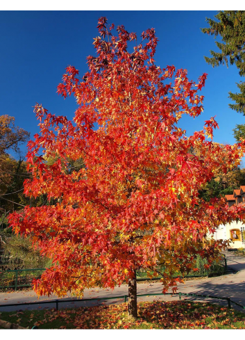 ACER rubrum OCTOBER GLORY