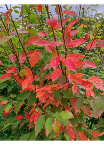 AMELANCHIER arborea ROBIN HILL