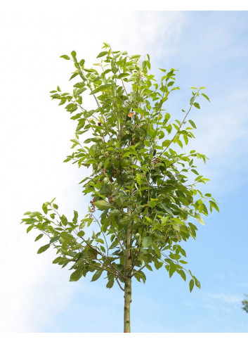 AMELANCHIER arborea ROBIN HILL