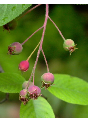 AMELANCHIER arborea ROBIN HILL