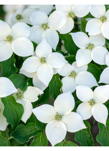 CORNUS kousa MILKY WAY