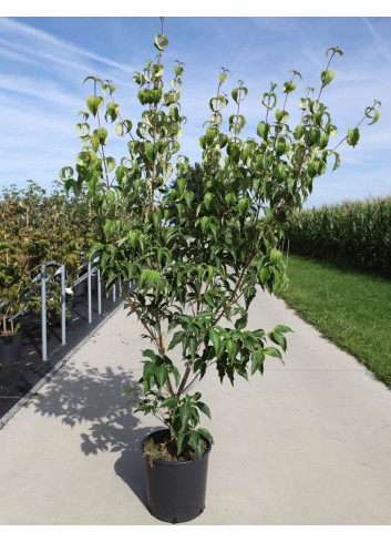 CORNUS kousa MILKY WAY En pot de 15-20 litres