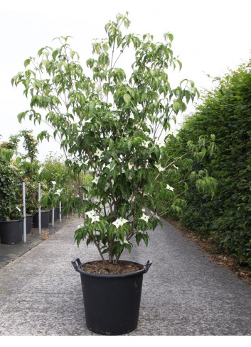 CORNUS kousa MILKY WAY En pot de 35-50 litres