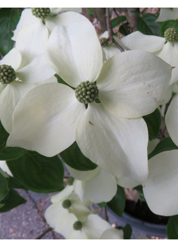 CORNUS kousa TEUTONIA