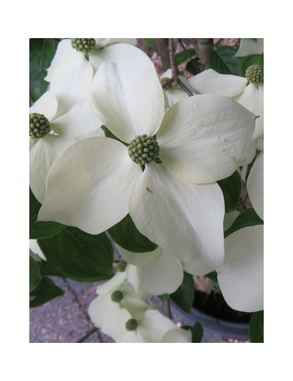 CORNUS kousa TEUTONIA