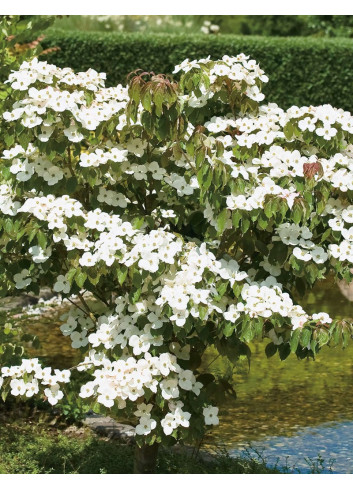 CORNUS kousa TEUTONIA