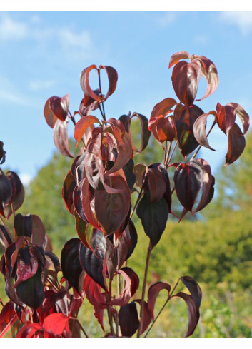 CORNUS kousa TEUTONIA