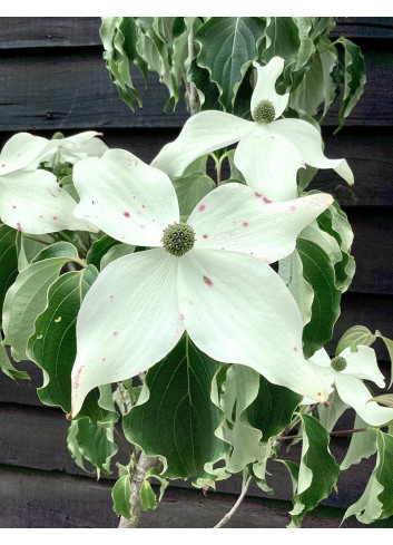 CORNUS kousa WEISSE FONTAINE