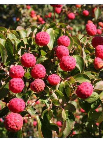 CORNUS kousa WEISSE FONTAINE