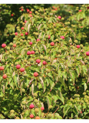 CORNUS kousa WEISSE FONTAINE