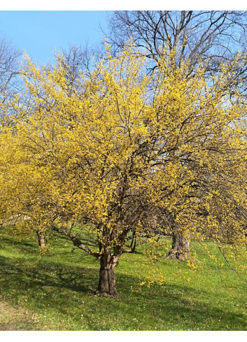 CORNUS mas AUREA