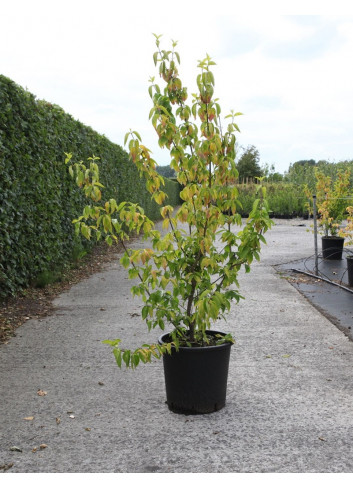 CORNUS mas AUREA En pot de 25-30 litres