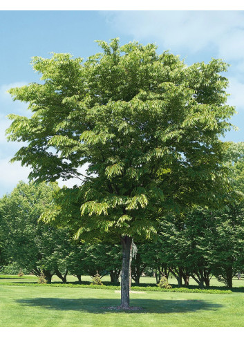 ZELKOVA serrata GREEN VASE