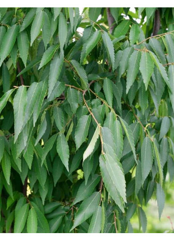 ZELKOVA serrata GREEN VASE