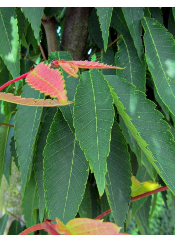 ZELKOVA serrata GREEN VASE