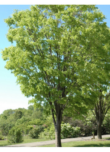 ZELKOVA serrata GREEN VASE