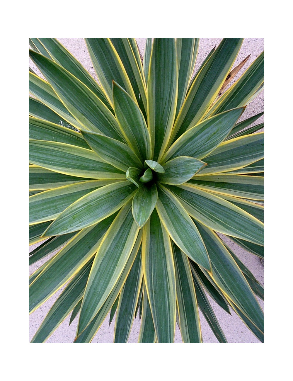 YUCCA gloriosa VARIEGATA