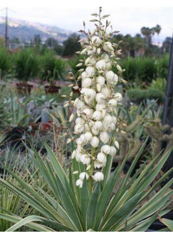 YUCCA gloriosa VARIEGATA