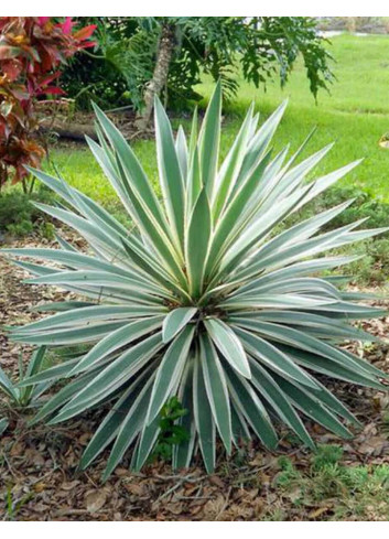 YUCCA gloriosa VARIEGATA