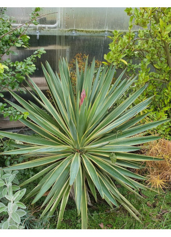 YUCCA gloriosa VARIEGATA