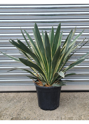 YUCCA gloriosa VARIEGATA