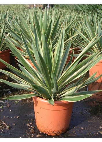 YUCCA gloriosa VARIEGATA