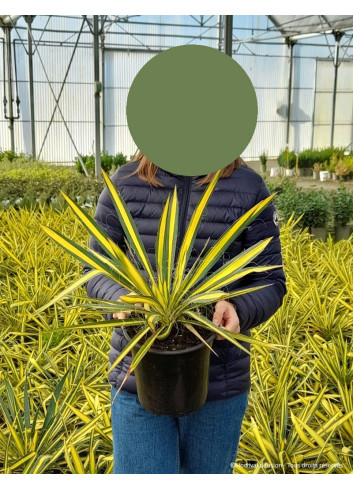 YUCCA gloriosa VARIEGATA En pot de 4-5 litres