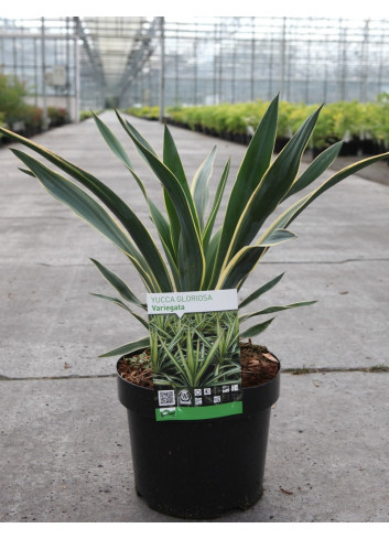 YUCCA gloriosa VARIEGATA En pot de 7-10 litres