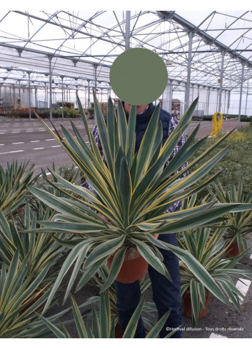 YUCCA gloriosa VARIEGATA En pot de 15-20 litres