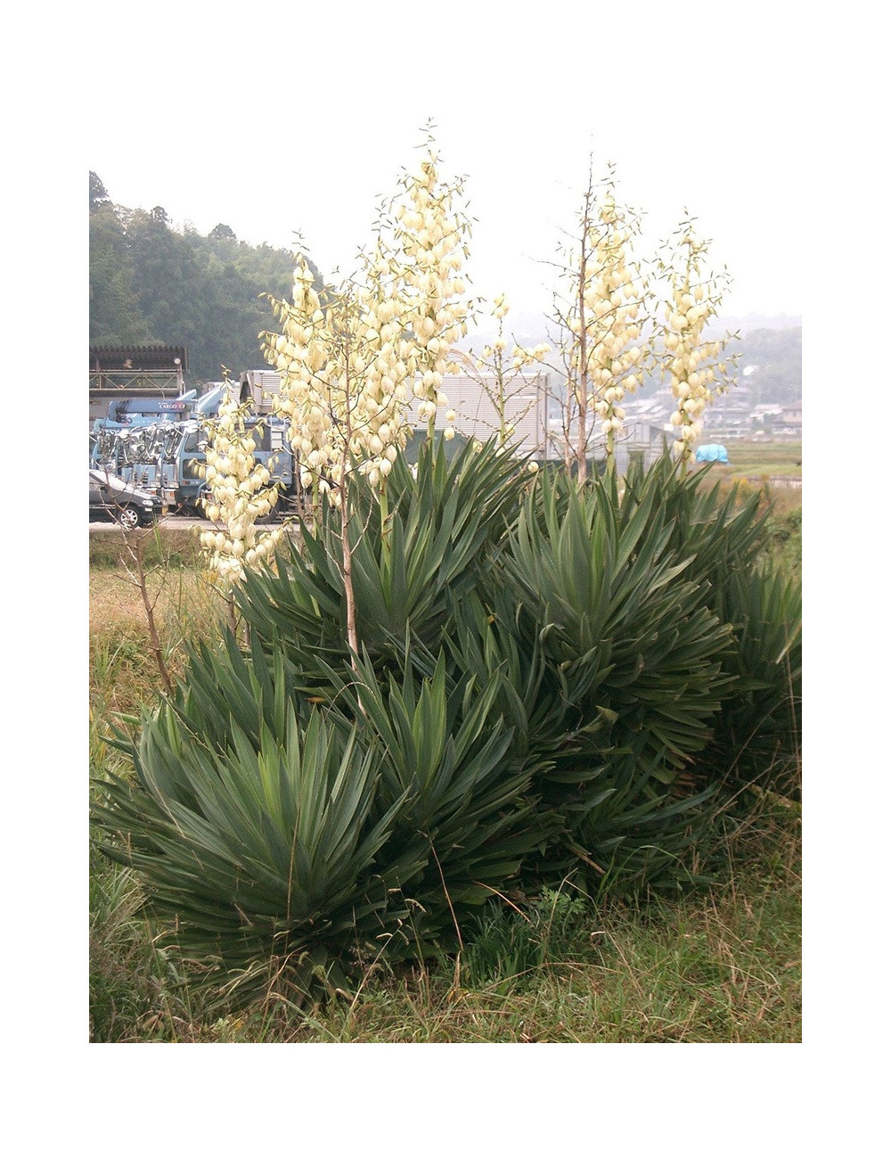 YUCCA gloriosa