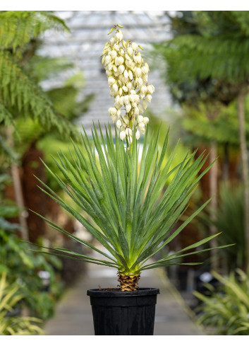 YUCCA gloriosa