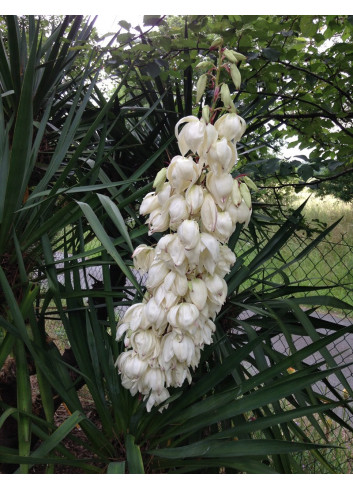 YUCCA gloriosa